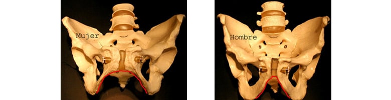Esqueleto Humano Nombres