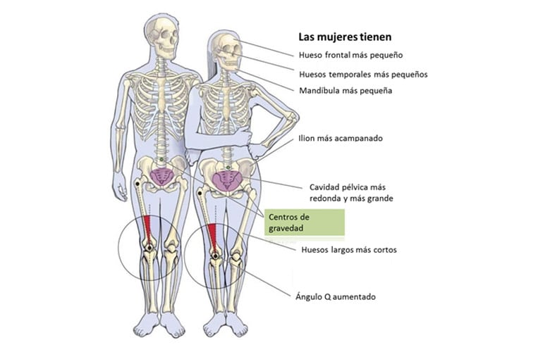 Esqueleto Humano Para Imprimir