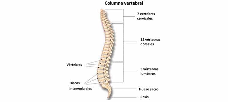 Esqueleto Humano Partes Principales