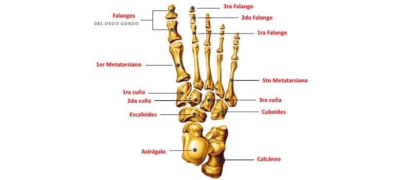 Esqueleto Humano Pie