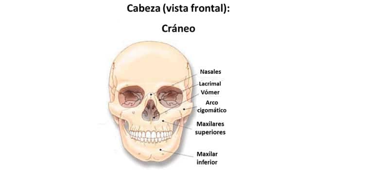 Huesos Esqueleto Humano Cuales Son
