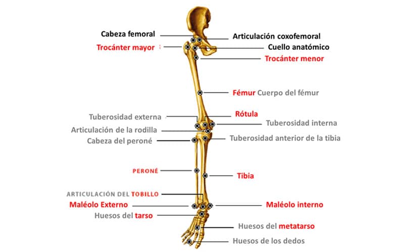 Nombre Huesos Esqueleto Humano