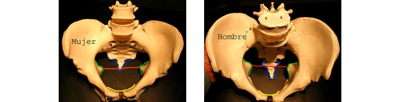 Para Imprimir Esqueleto Humano