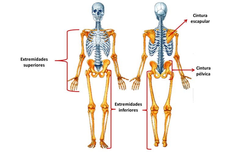 Funciones del esqueleto humano