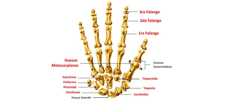 Partes Principales Esqueleto Humano
