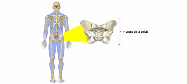 El Esqueleto Humano para Niños COMPLETO (y sus partes) El Esqueleto Humano para Niños COMPLETO (y sus partes)