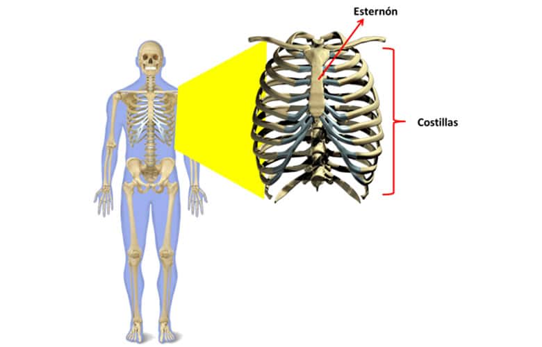 El esqueleto humano 