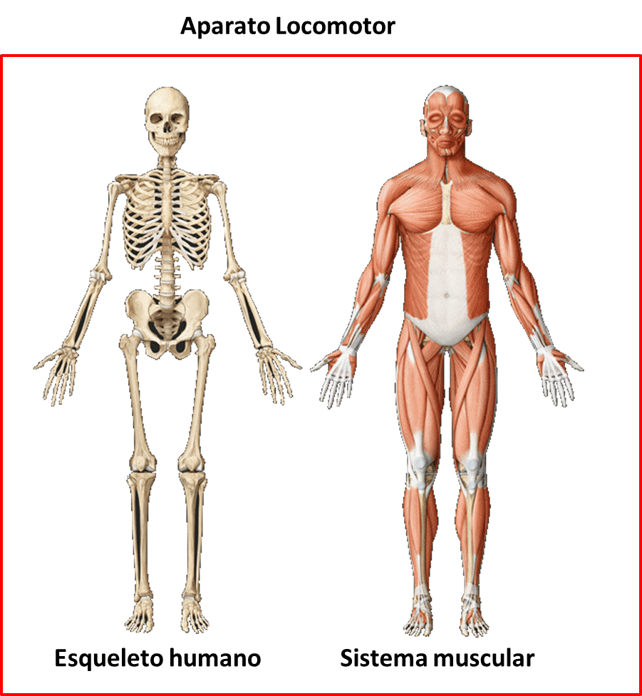 Bones and muscles. Опорно двигательная система скелет человека анатомия. Опорно двигательная система скелет и мышцы. Анатомия костно мышечной системы. Опорно двигательная система мышцы человека анатомия.