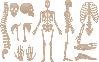 El Esqueleto Humano para Niños COMPLETO (y sus partes) El Esqueleto Humano para Niños COMPLETO (y sus partes)