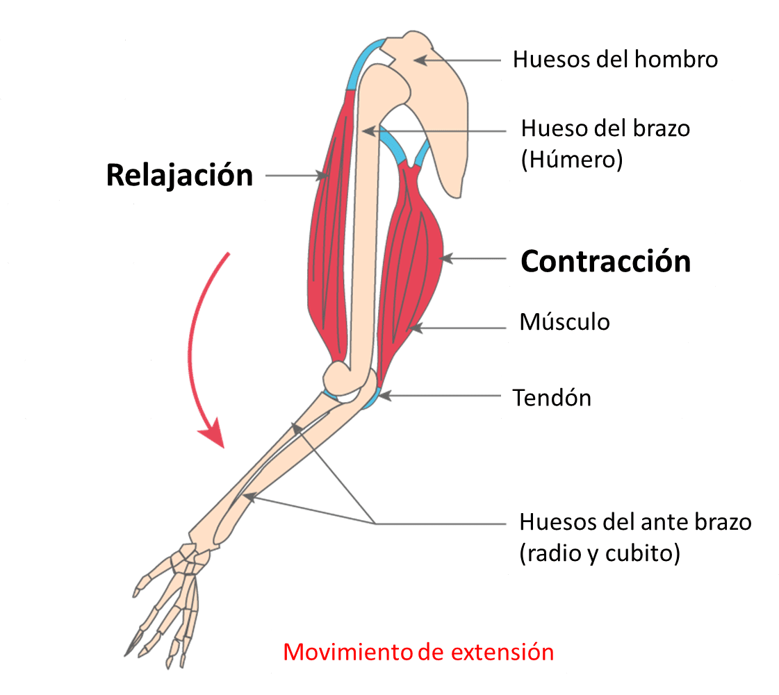 Esquema del sistema locomotor