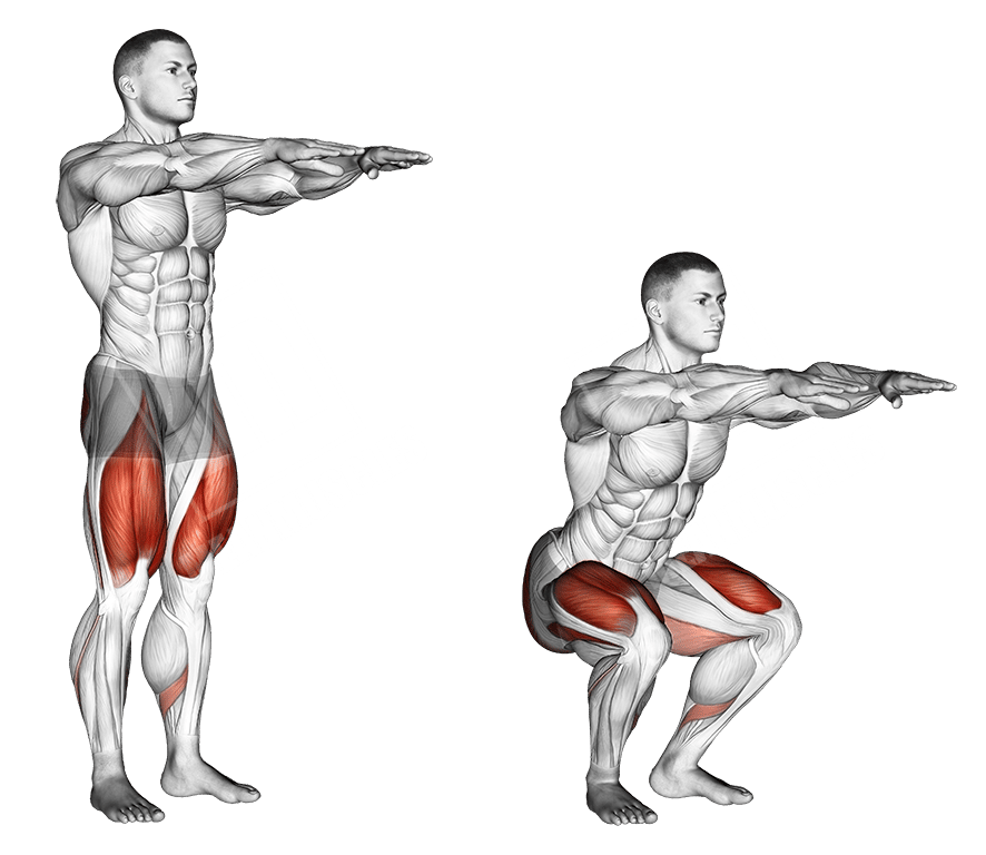 Importancia de los músculos y del sistema muscular