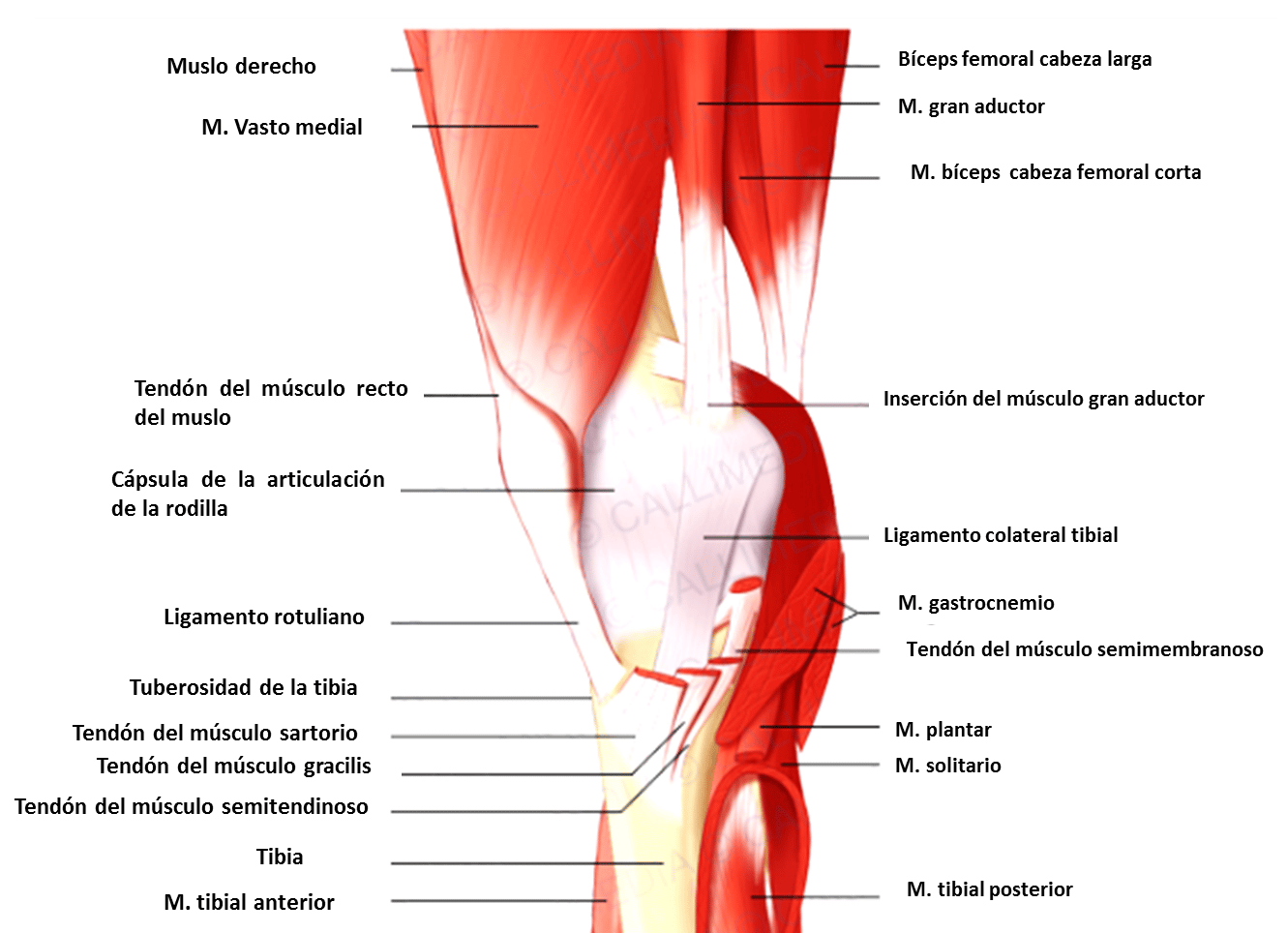 Músculos de la pierna