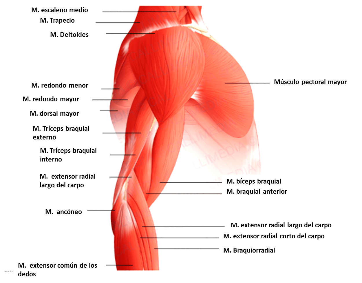 Músculos del brazo