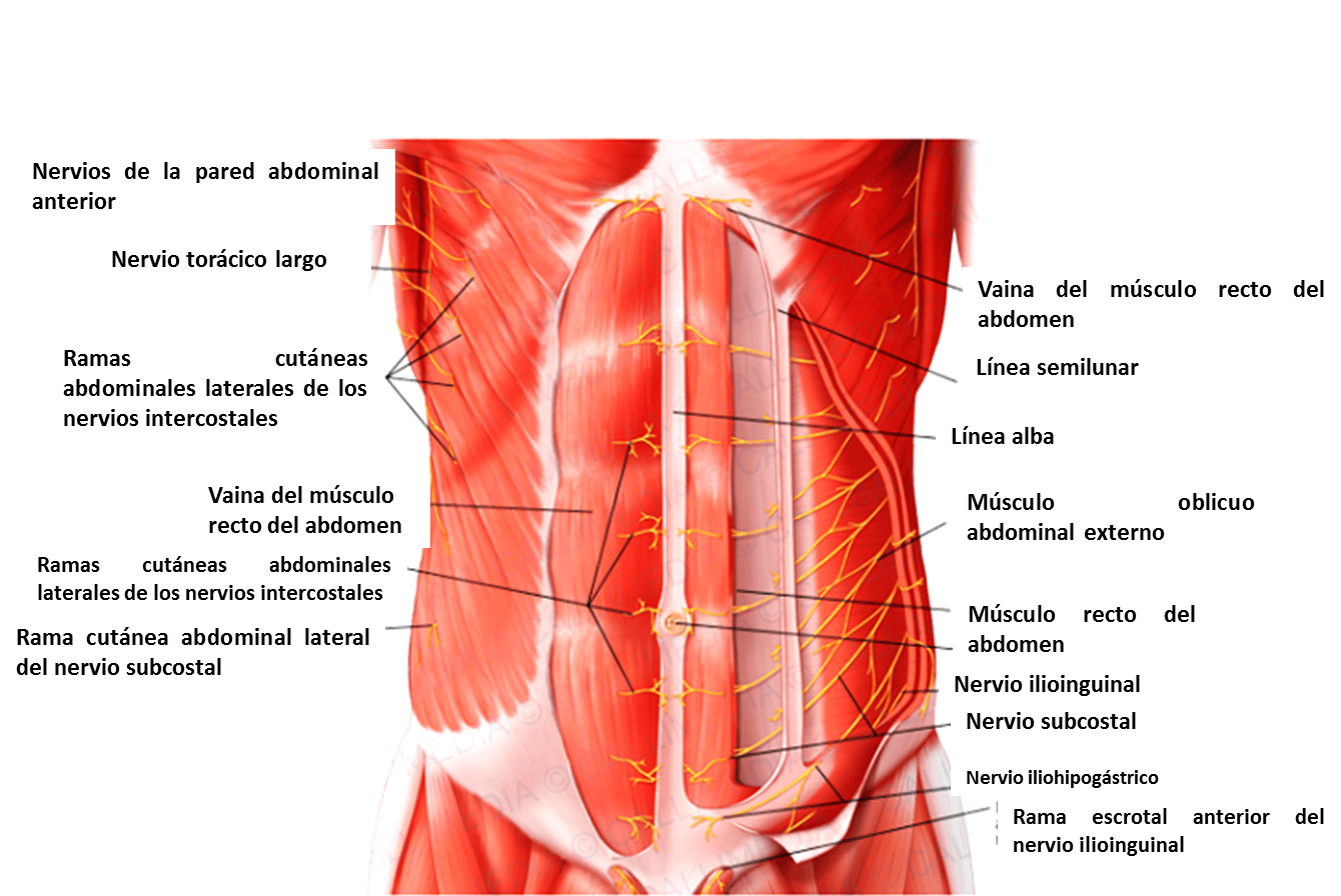 Músculos del tórax y pared abdominal