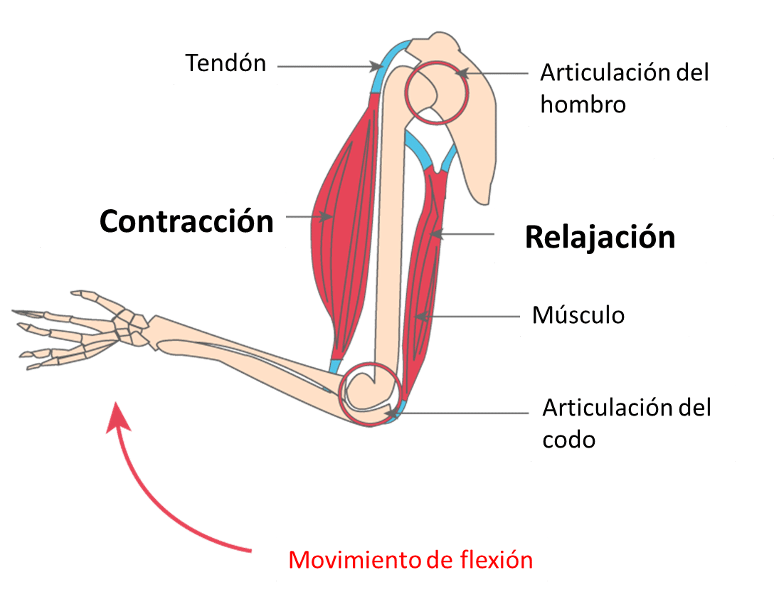 Músculos movimiento de flexión