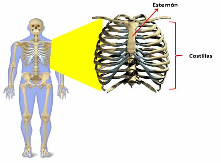 Para qué sirve el aparato locomotor