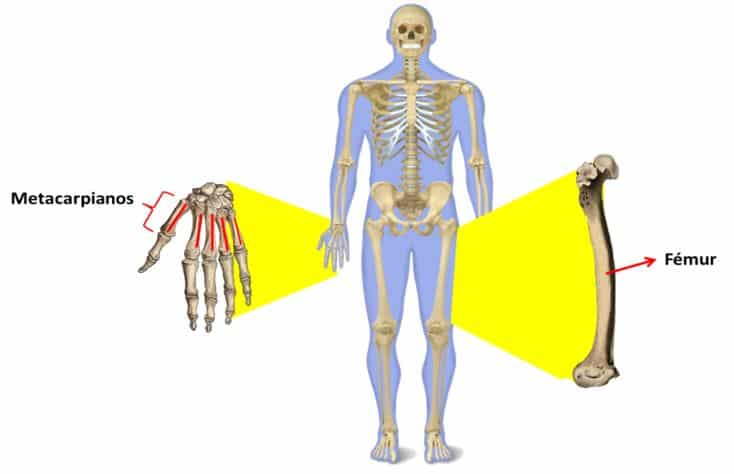 Partes del aparato locomotor