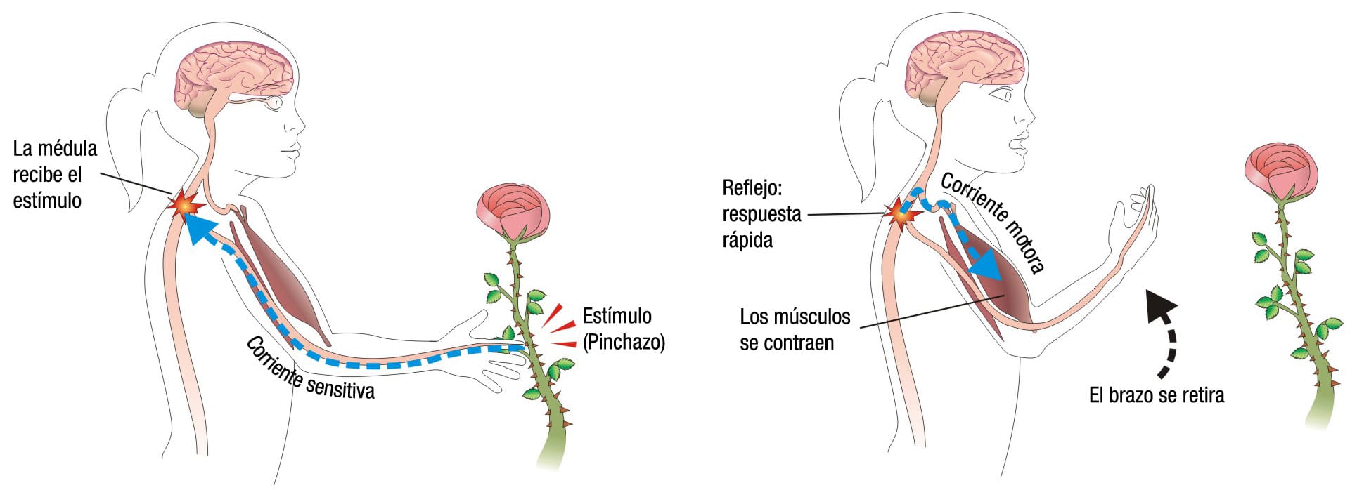 Qué es el aparato locomotor para primaria