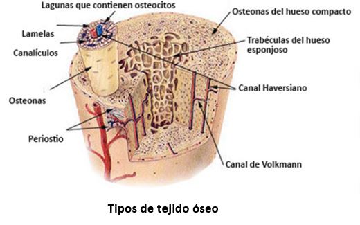 Sistema Muscular en primaria