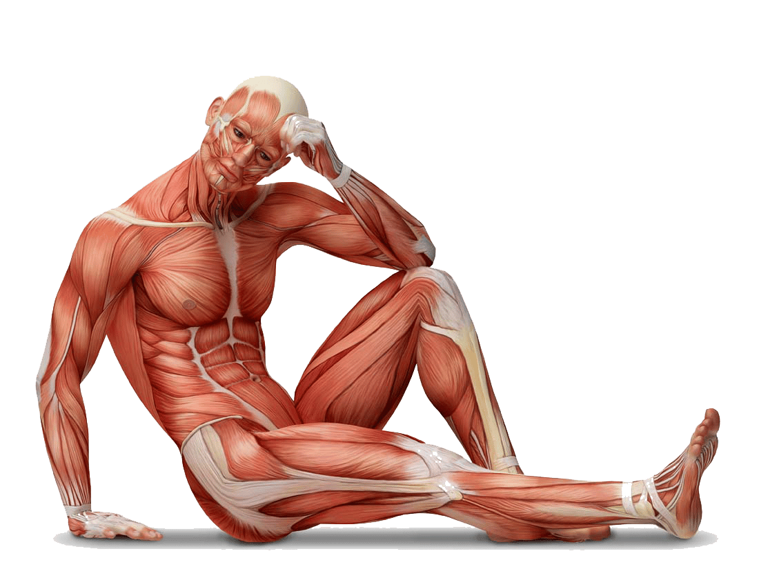 Cual es el musculo mas fuerte del cuerpo humano