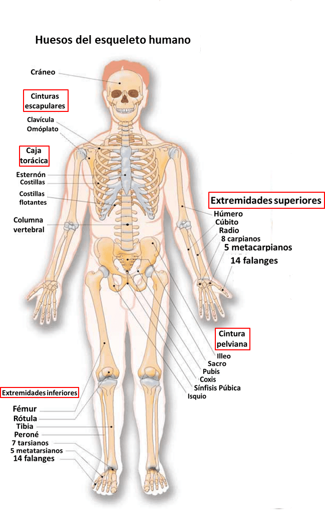 Sistema óseo para niños