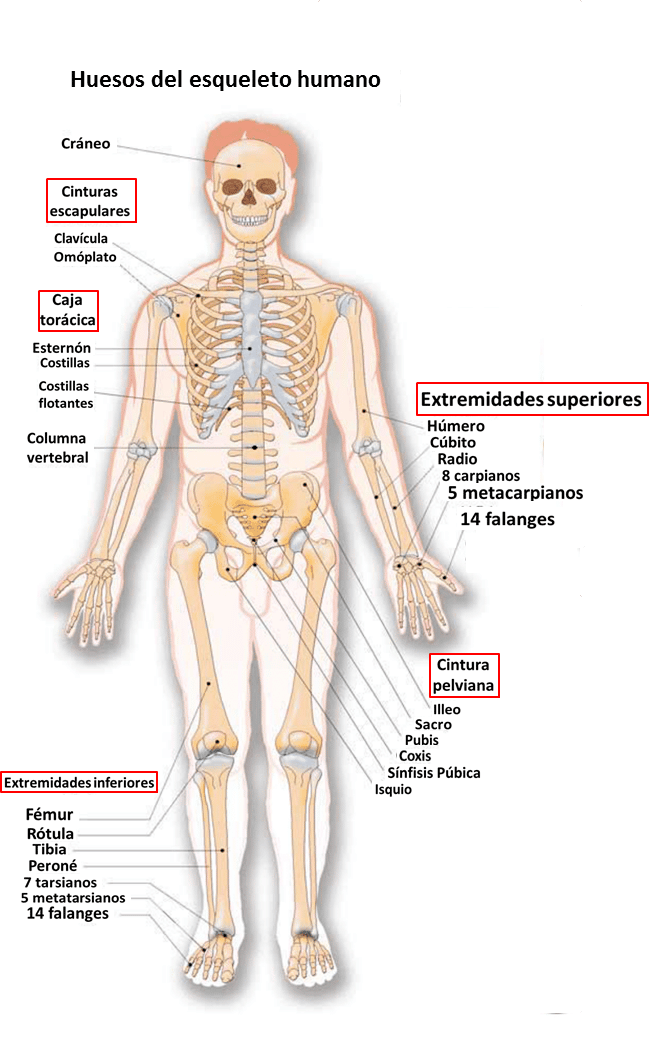 aparatul osteoarticular