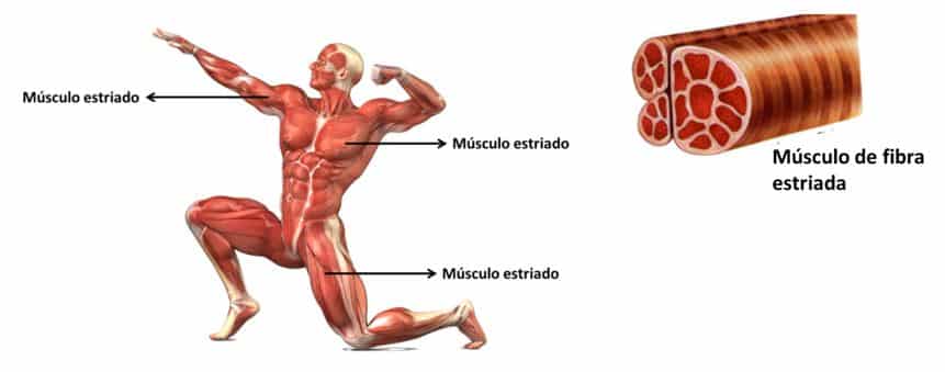 Tipos de huesos del esqueleto humano