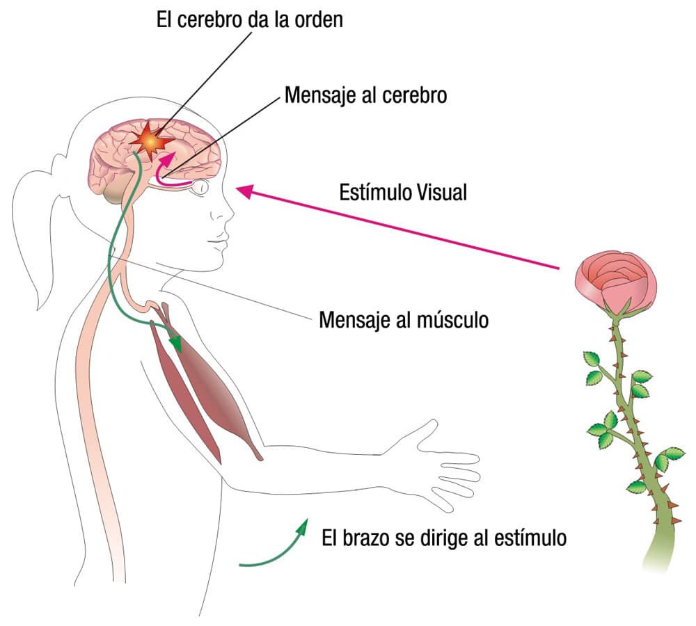 Tipos de nervios y su función en el movimiento