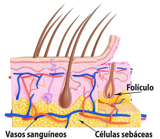 Capas de la piel