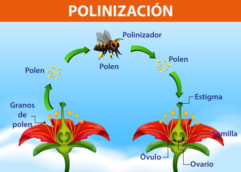 Partes de una flor en primaria