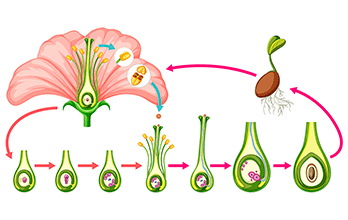 ▷ Partes de una flor◁ Elementos que la forman y sus funciones ▷ Partes de una flor◁ Elementos que la forman y sus funciones