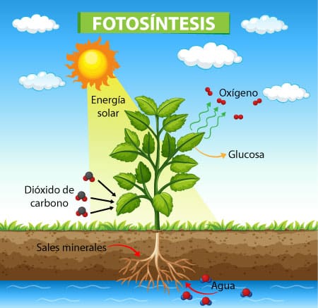 Partes de una flor para niños de primaria