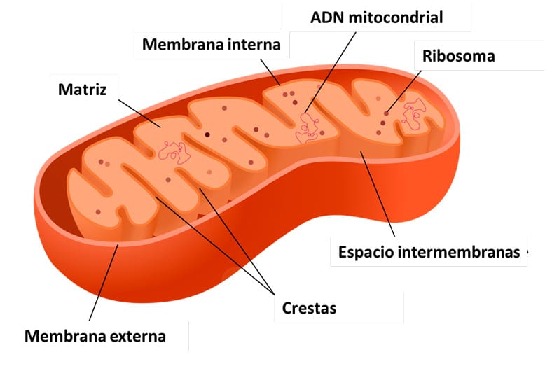 Célula eucariota en primaria