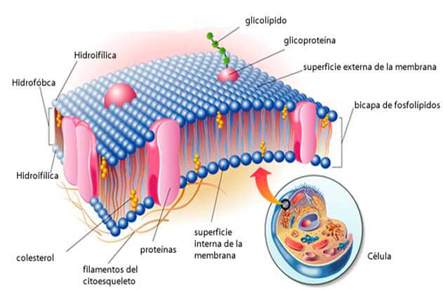 Célula eucariota para niños
