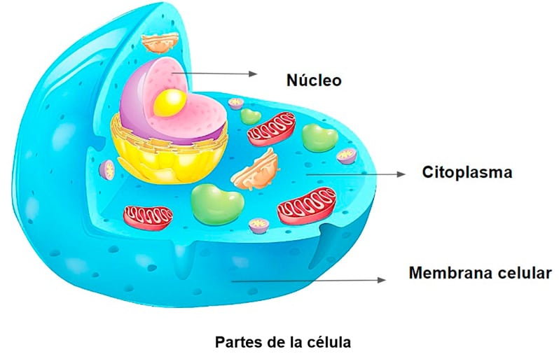 Célula procariota para niños primaria