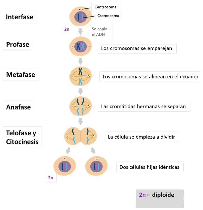 Células eucariotas
