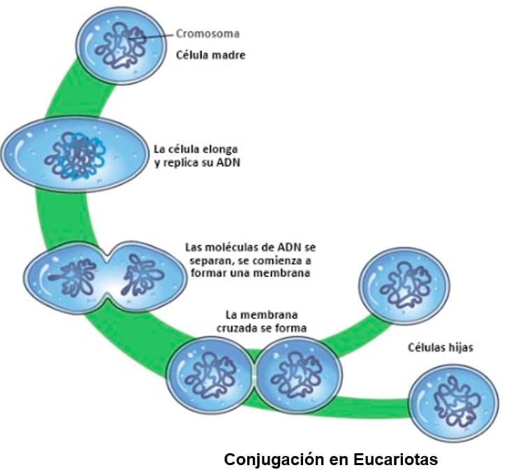 Células procariotas en primaria
