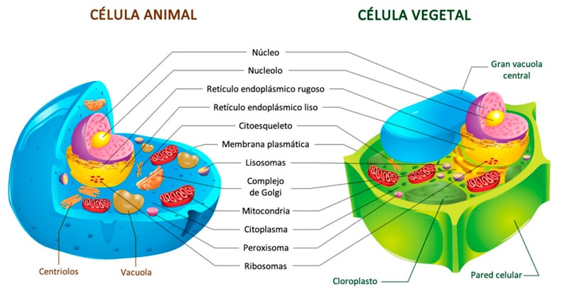 La célula eucariota en primaria
