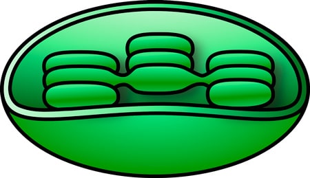 La célula eucariota