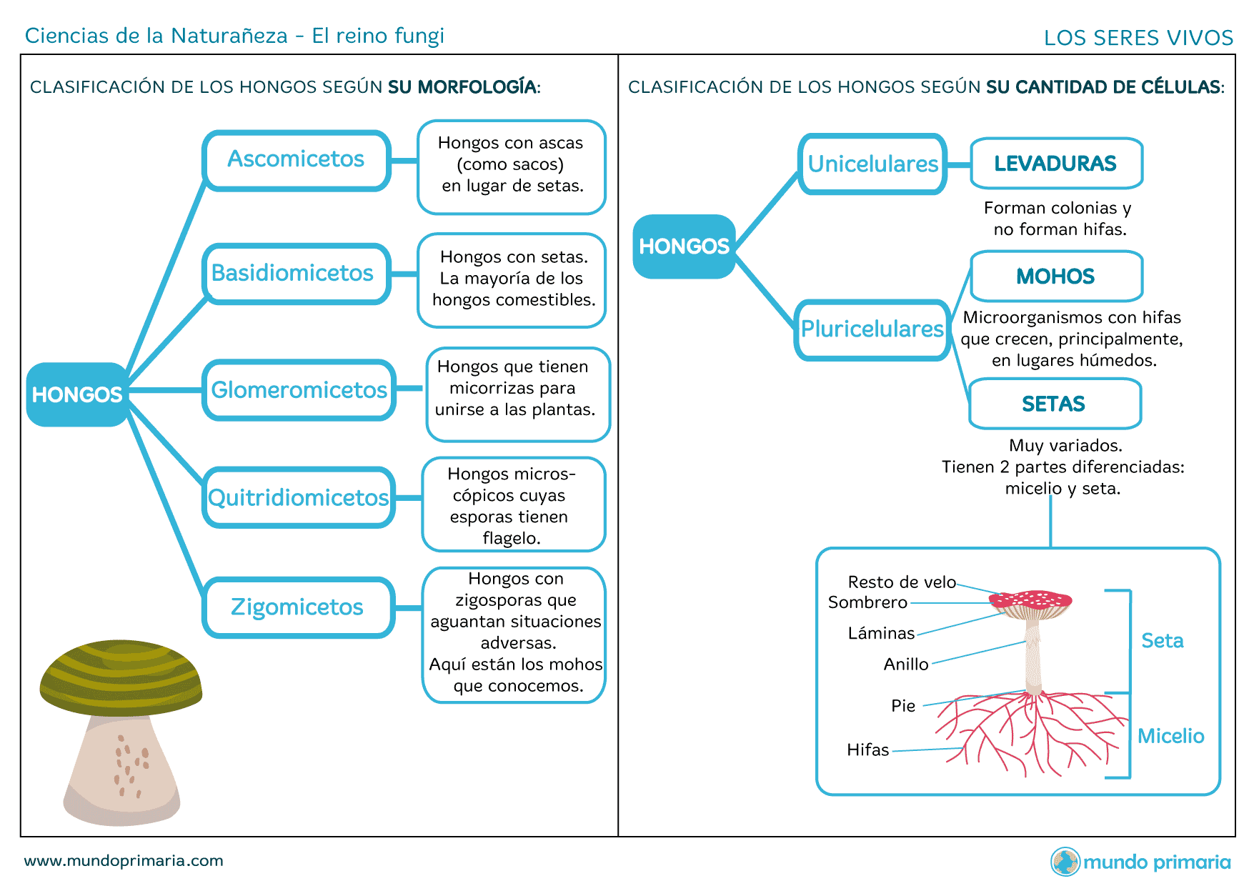 El reino fungi 【Características y clasificación】