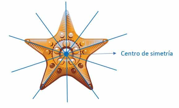 Animales Invertebrados Y Vertebrados