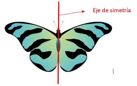 Animales Invertebrados