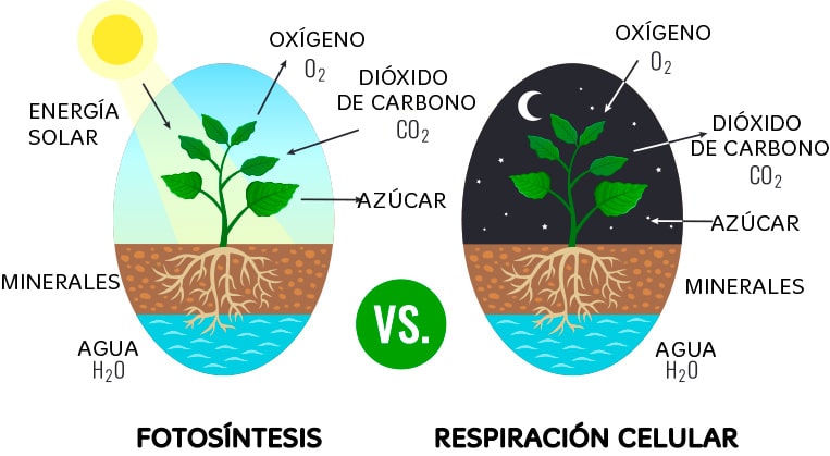 ⊛ El reino vegetal [Características principales y clasificación ]