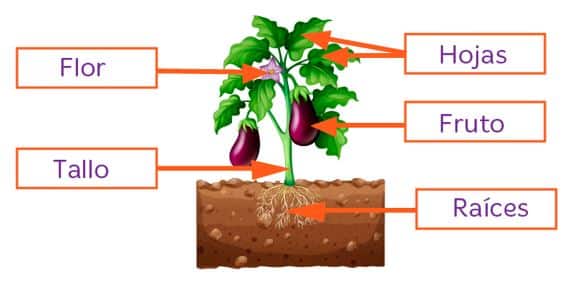 Características del reino vegetal para niños de primaria