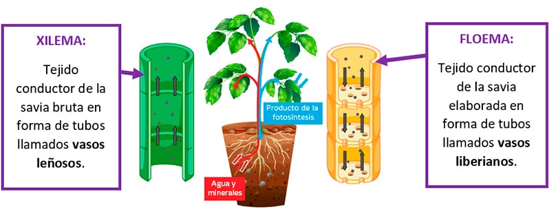 Características del reino vegetal para niños en primaria