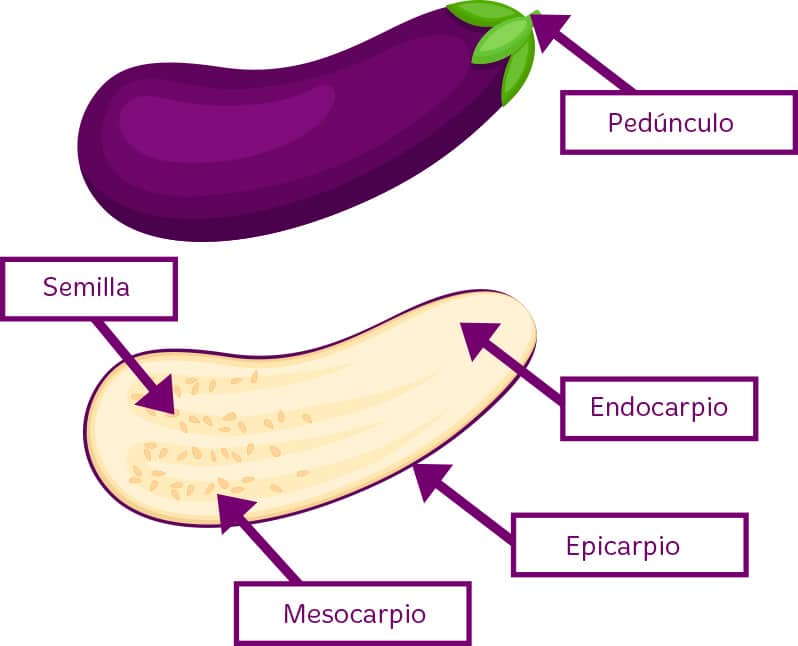 Características del reino vegetal para niños