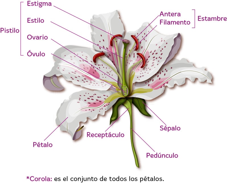 Características del reino vegetal