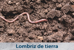 Clasificación de seres vivos en primaria