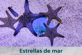 Clasificación de seres vivos para niños
