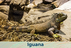 El reino animal en primaria para niños